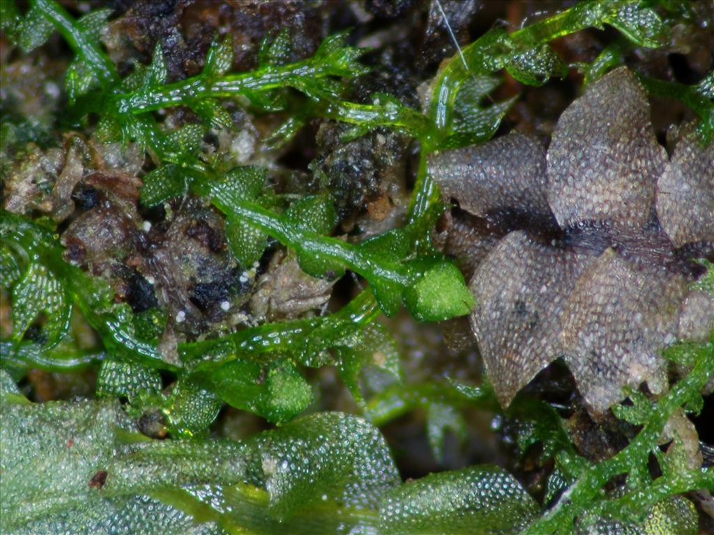 Cladopodiella francisci (door Rudi Zielman)