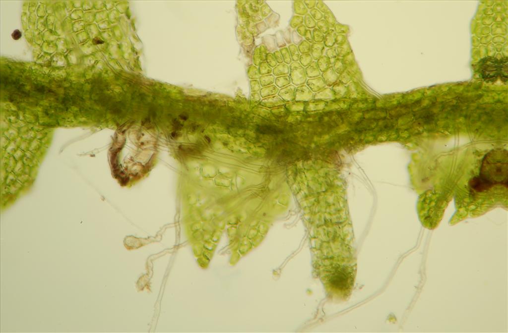 Cladopodiella francisci (door Rudi Zielman)
