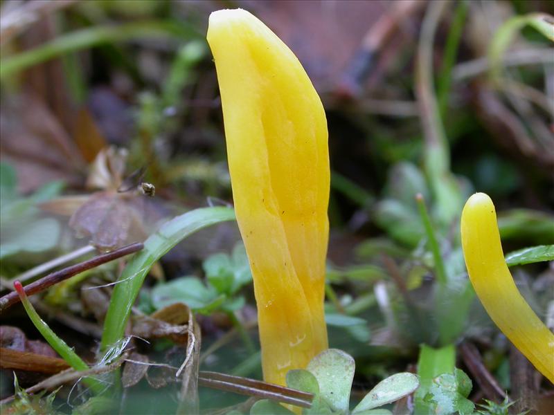 Clavulinopsis helvola (door Laurens van Run)