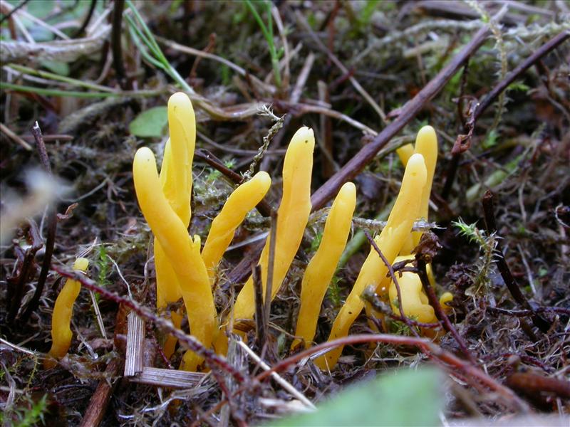 Clavulinopsis helvola (door Laurens van Run)