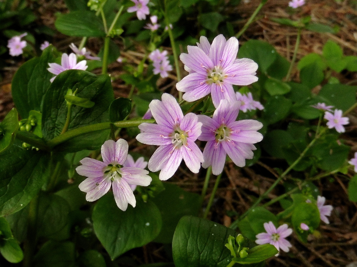 Claytonia sibirica (door Willie Riemsma)