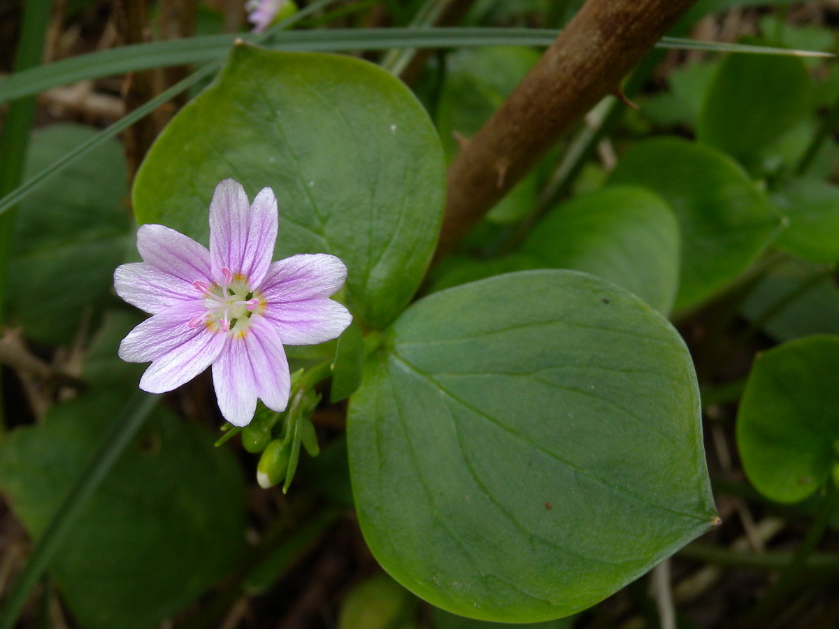 Claytonia sibirica (door Hans Toetenel)