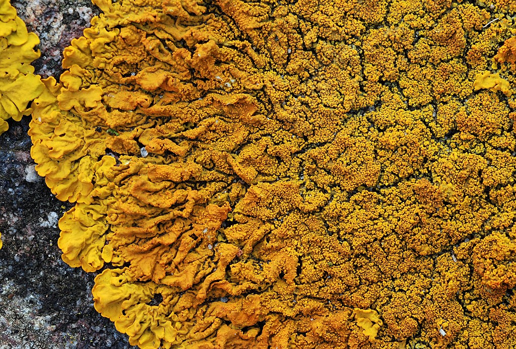 Xanthoria calcicola (door Arjan de Groot)