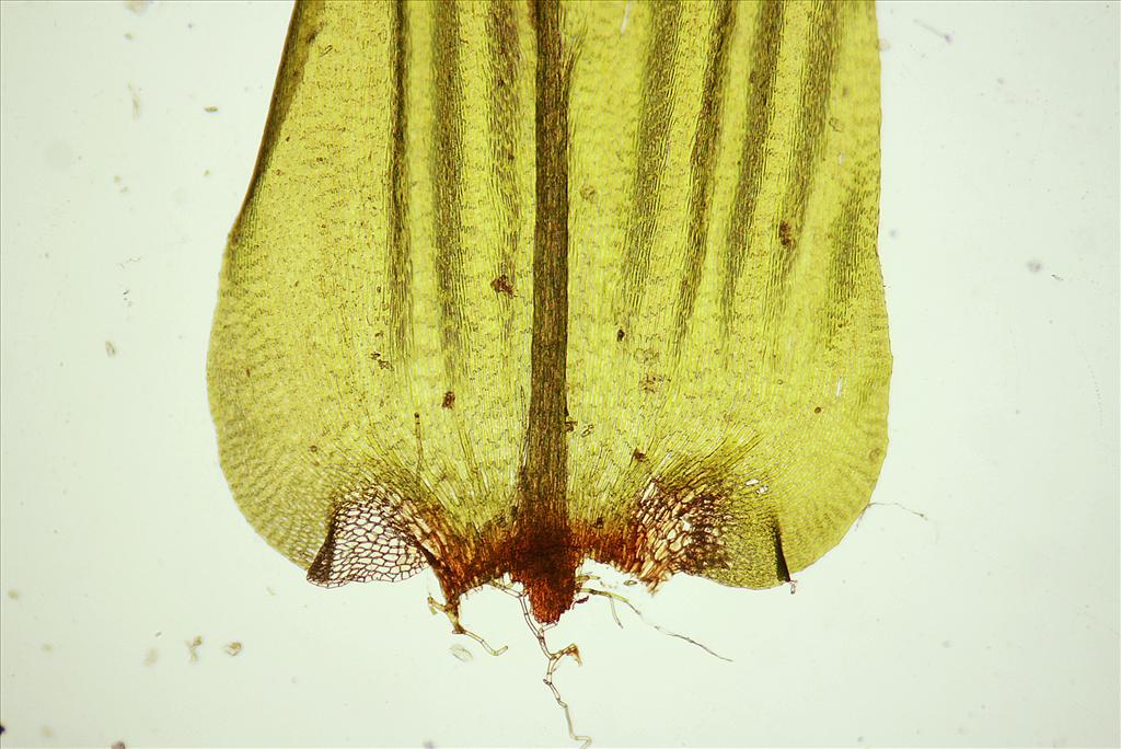 Climacium dendroides (door Jan Kersten)