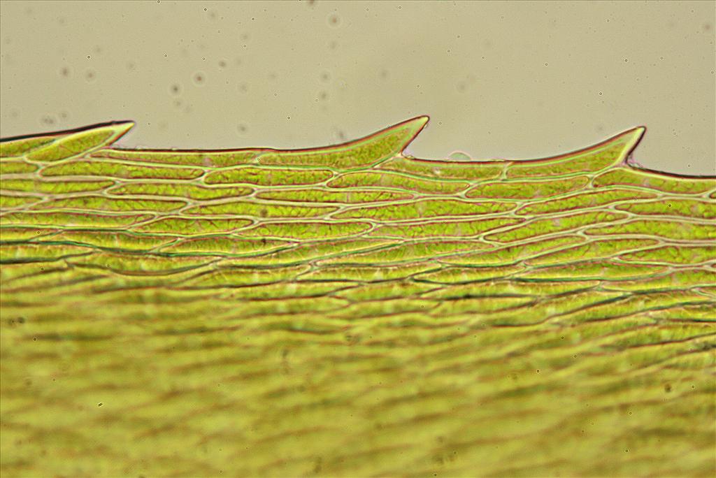 Climacium dendroides (door Jan Kersten)