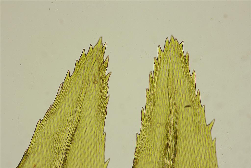 Climacium dendroides (door Jan Kersten)