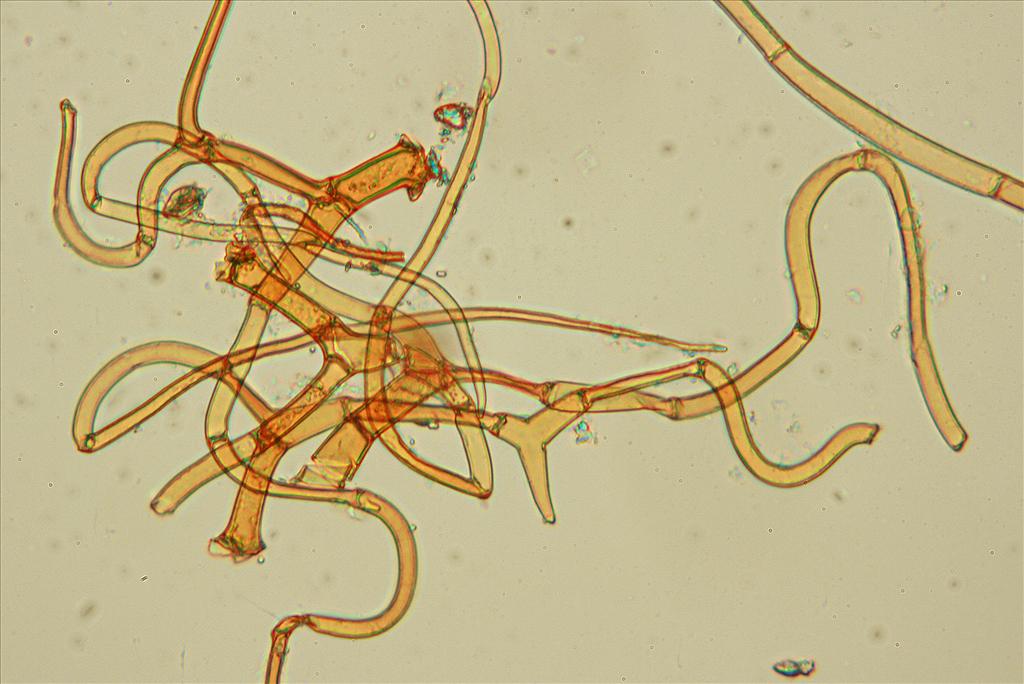 Climacium dendroides (door Jan Kersten)