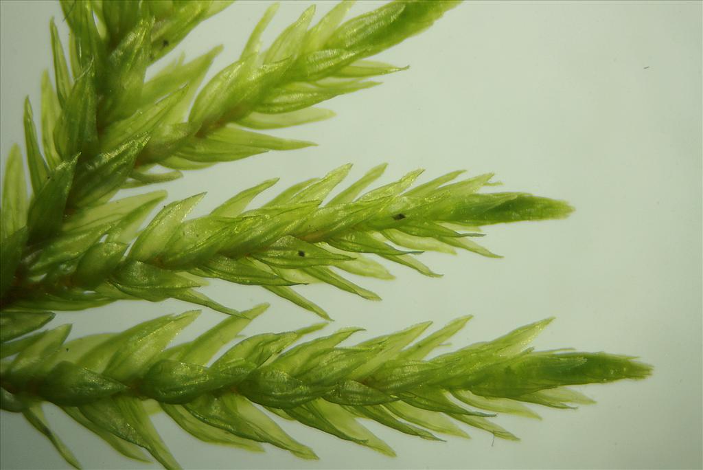 Climacium dendroides (door Jan Kersten)
