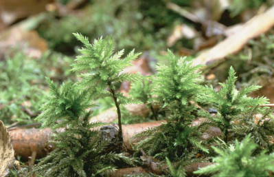 Climacium dendroides (door Klaas van der Veen)