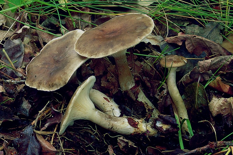 Clitocybe clavipes (door F.A. van den Bergh)