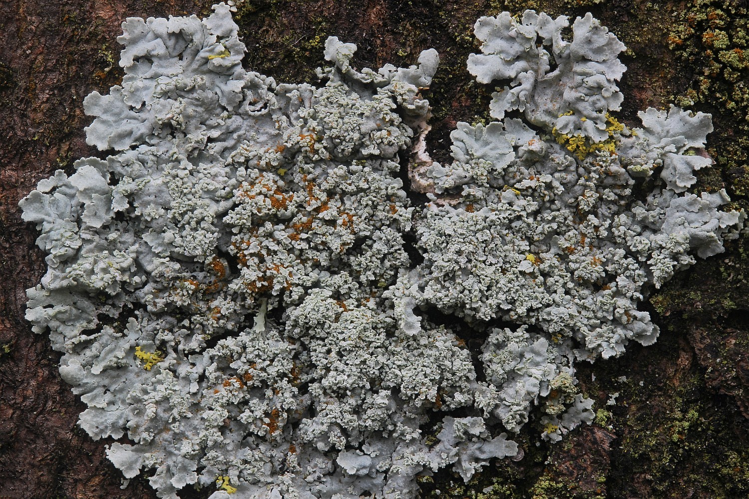 Physcia clementei (door Arjan de Groot)