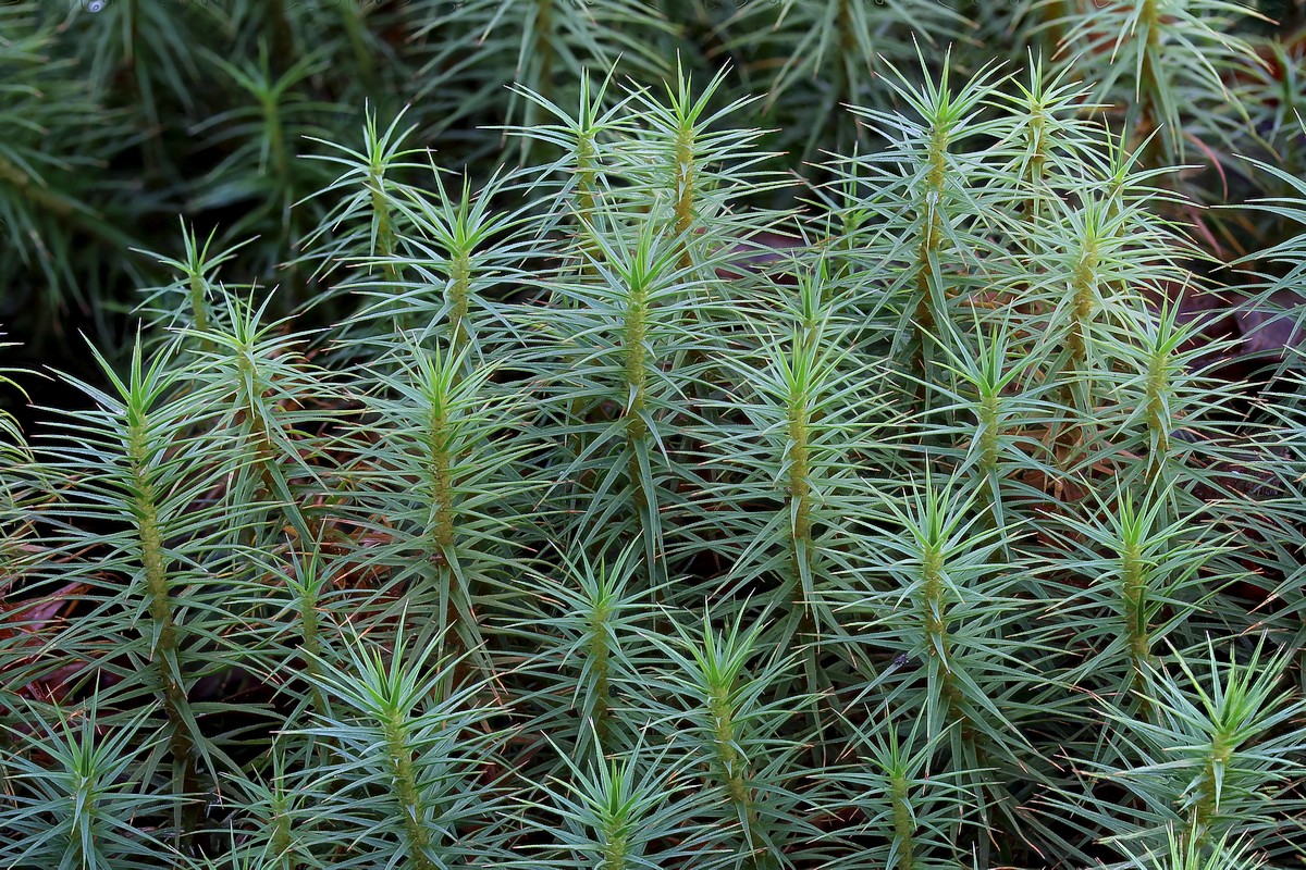 Polytrichum commune (door Arjan de Groot)