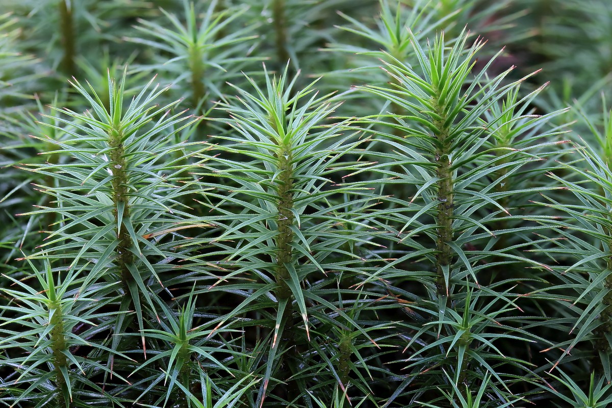 Polytrichum commune (door Arjan de Groot)