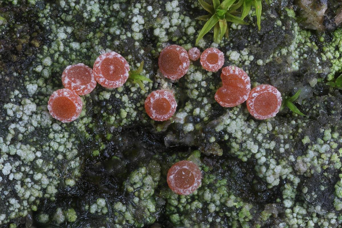 Sarcosagium campestre (door Arjan de Groot)