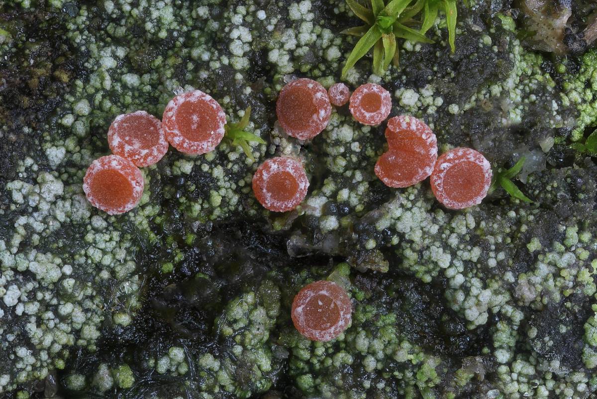 Sarcosagium campestre (door Arjan de Groot)