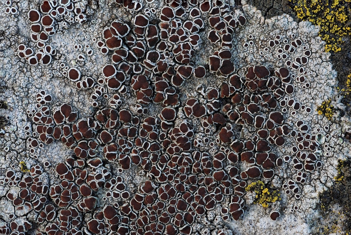 Lecanora campestris (door Arjan de Groot)