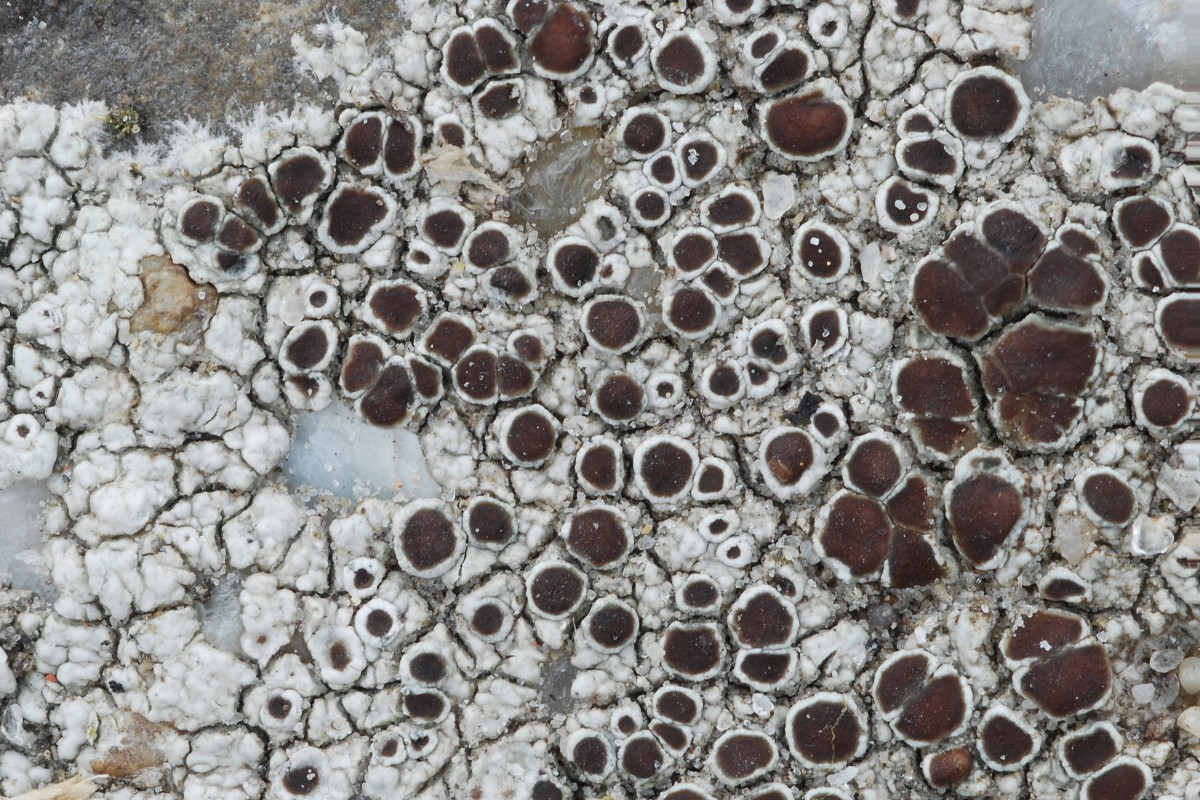 Lecanora campestris (door Arjan de Groot)