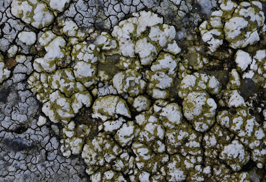 Lecanora cenisia (door Arjan de Groot)