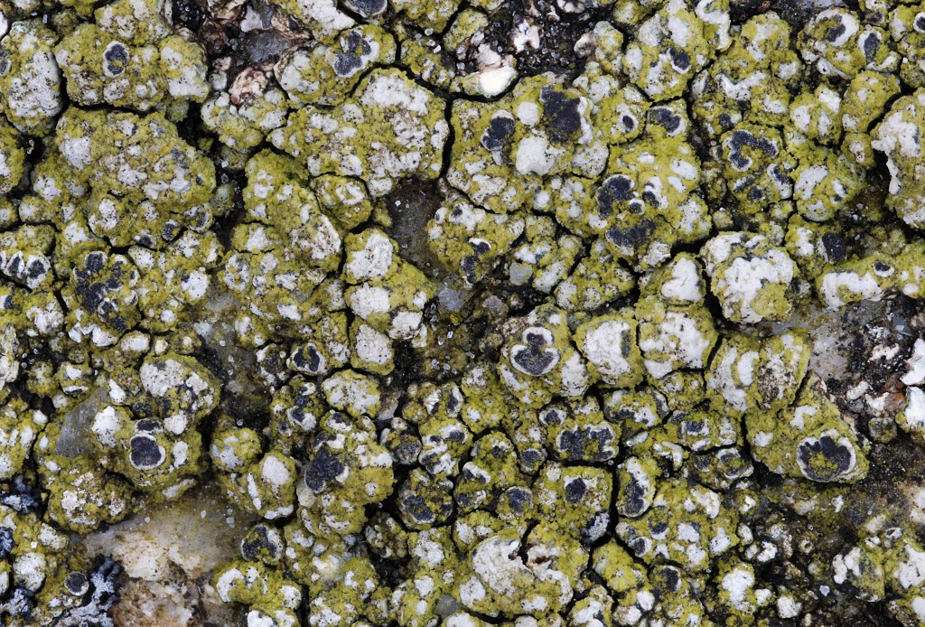 Lecanora cenisia (door Arjan de Groot)