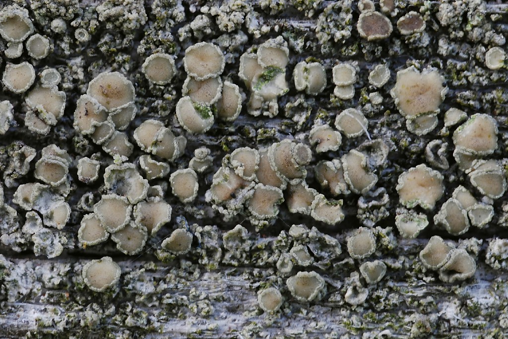 Lecanora conizaeoides (door Arjan de Groot)