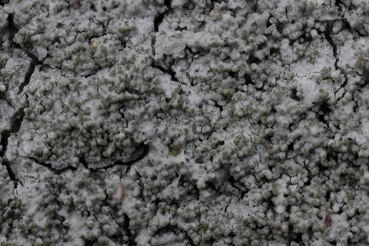 Pertusaria coccodes (door Arjan de Groot)