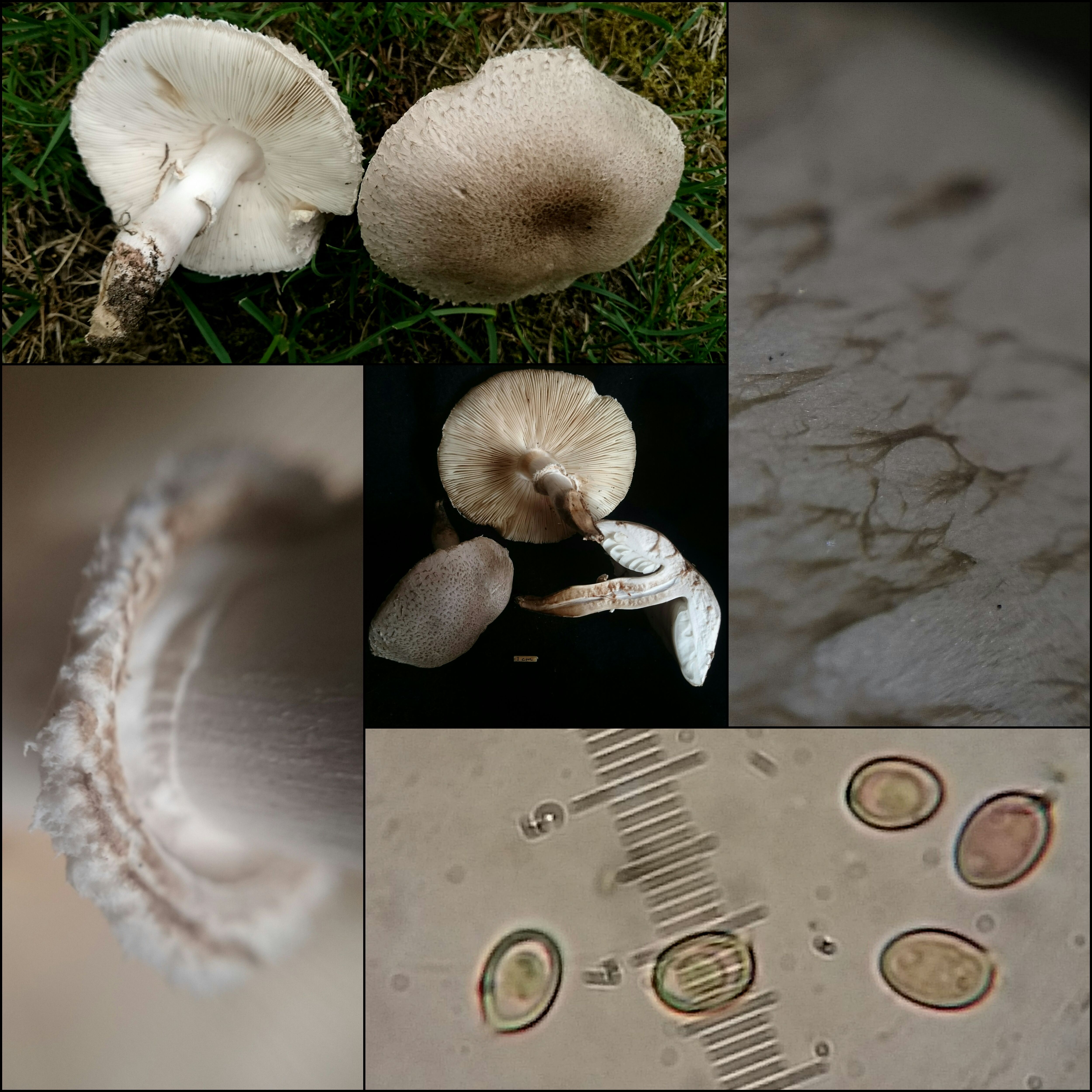 Leucoagaricus barssii (door Michel Beeckman)