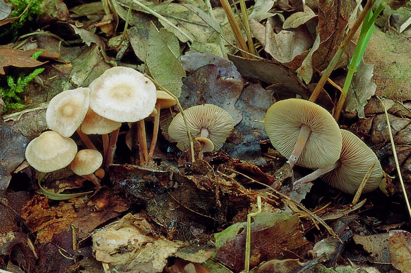 Gymnopus confluens (door Aldert Gutter)