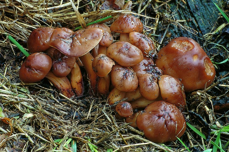 Gymnopus fusipes (door R. Knol)