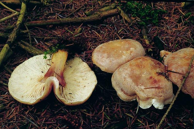 Rhodocollybia maculata (door Eef Arnolds)