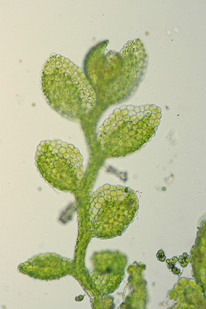 Cololejeunea minutissima (door Jan Kersten)