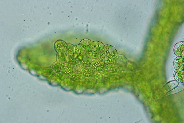 Cololejeunea minutissima (door Jan Kersten)