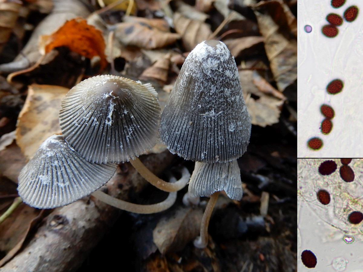 Coprinopsis phlyctidospora (door Marian Jagers)