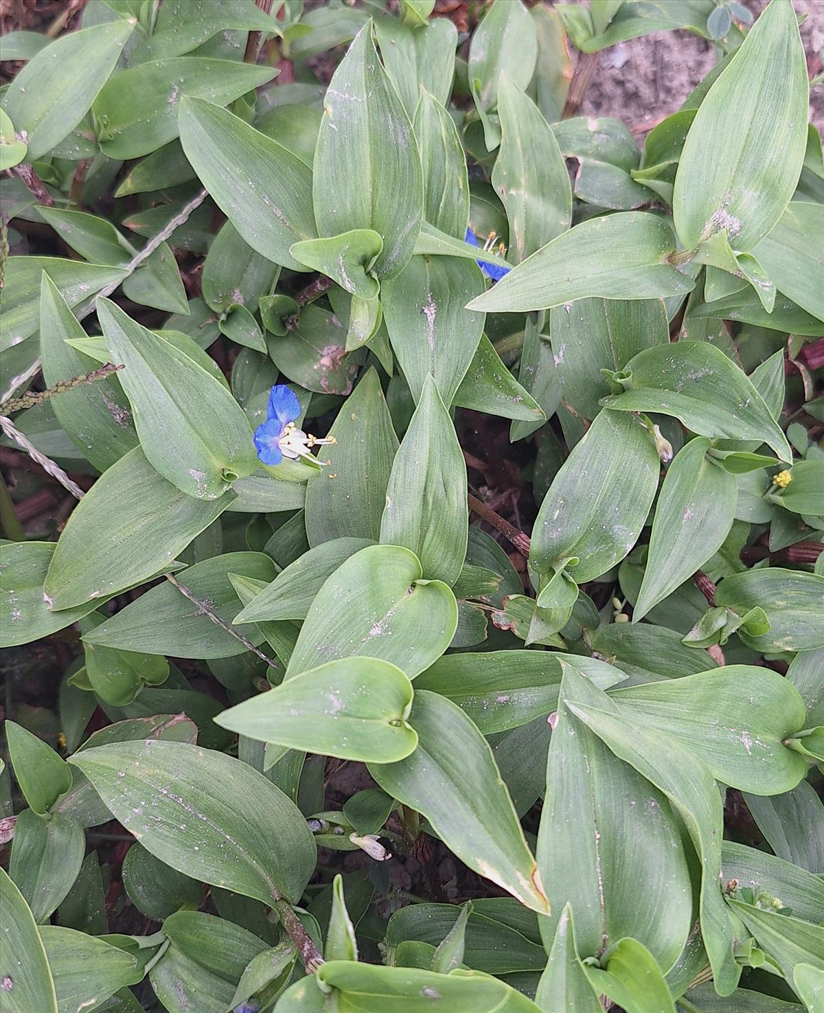 Commelina communis (door Peter Meininger)