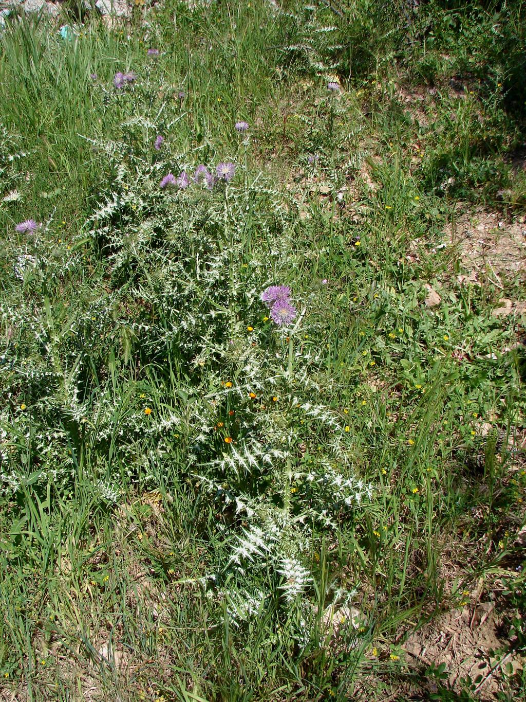 Silybum marianum (door Adrie van Heerden)