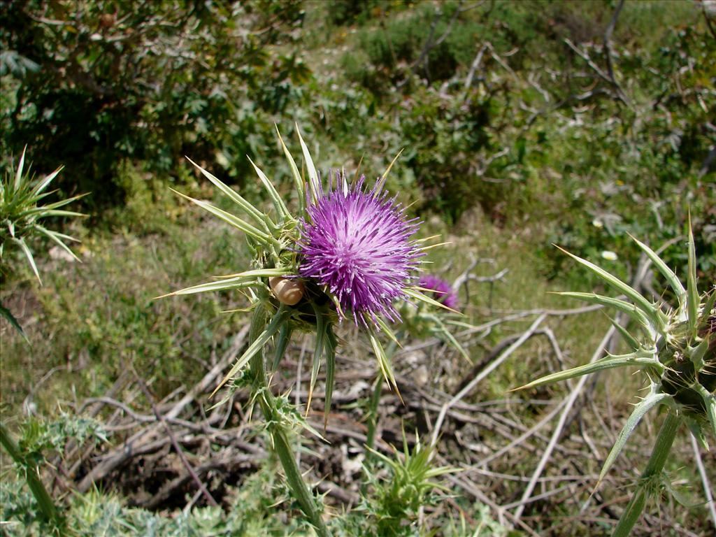 Silybum marianum (door Adrie van Heerden)