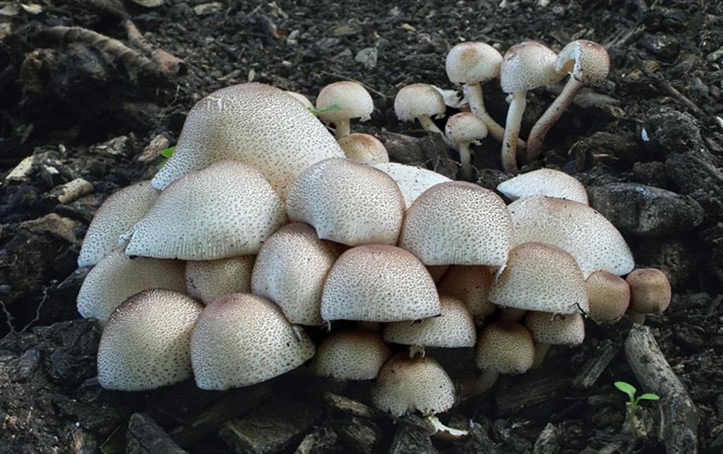 Leucoagaricus meleagris (door Marjon van der Vegte)