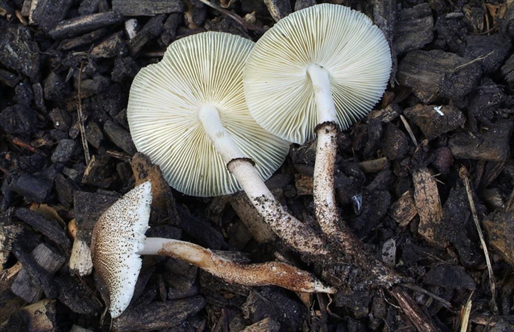 Leucoagaricus meleagris (door Marjon van der Vegte)