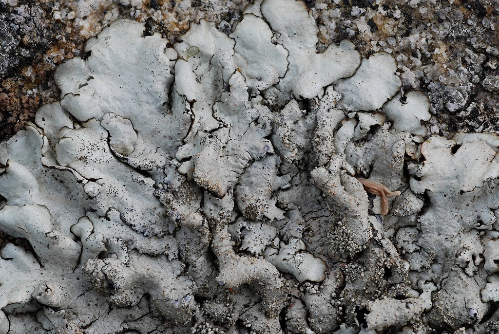 Xanthoparmelia conspersa (door Arjan de Groot)