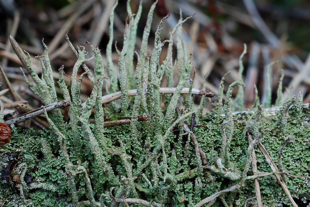 Cladonia glauca (door Arjan de Groot)