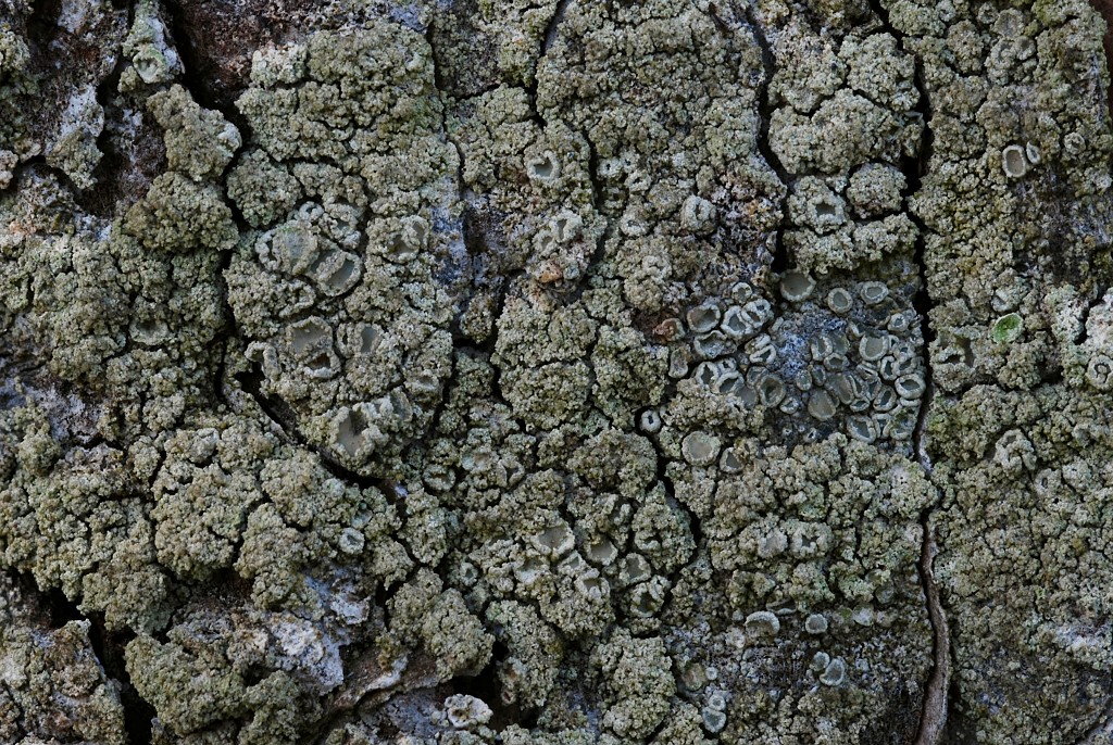 Lecanora conizaeoides (door Arjan de Groot)