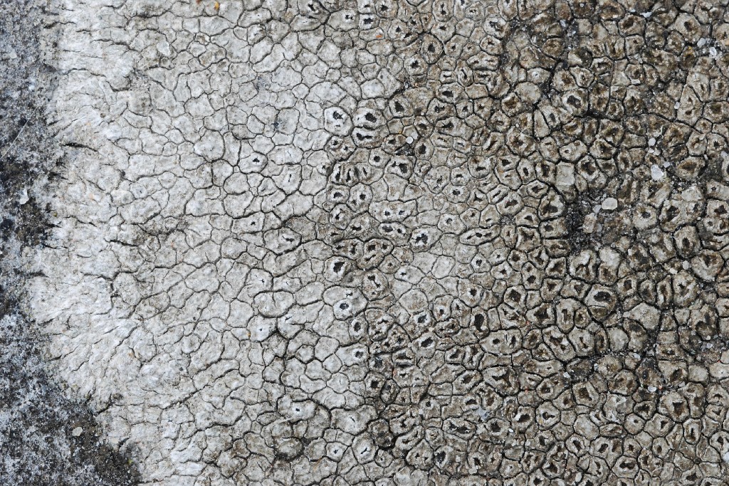 Circinaria calcarea (door Arjan de Groot)