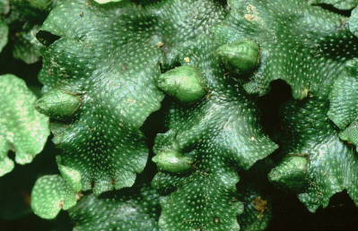 Conocephalum conicum (door Klaas van der Veen)
