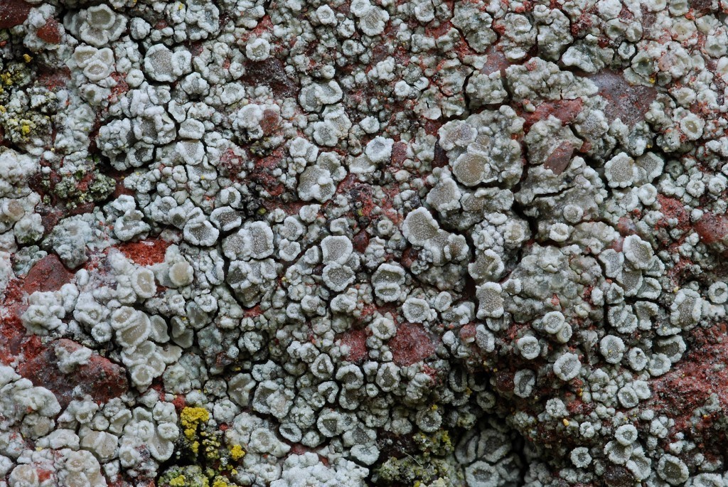 Lecanora antiqua (door Arjan de Groot)