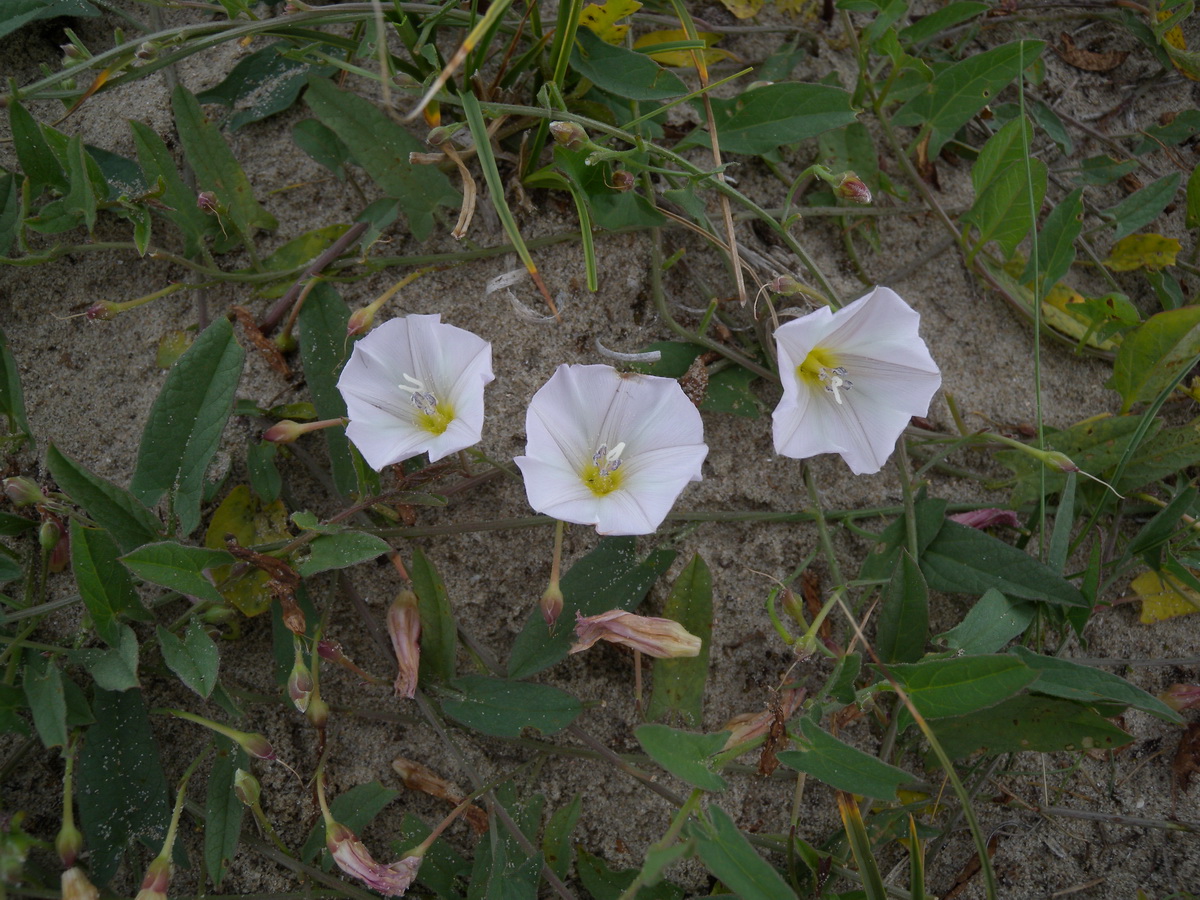 Convolvulus arvensis (door Hans Toetenel)