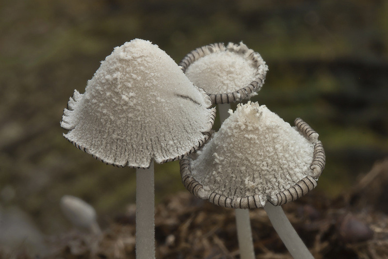 Coprinopsis nivea (door Gerben Winkel)