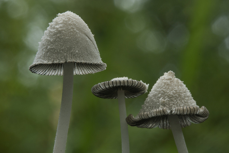 Coprinopsis nivea (door Gerben Winkel)