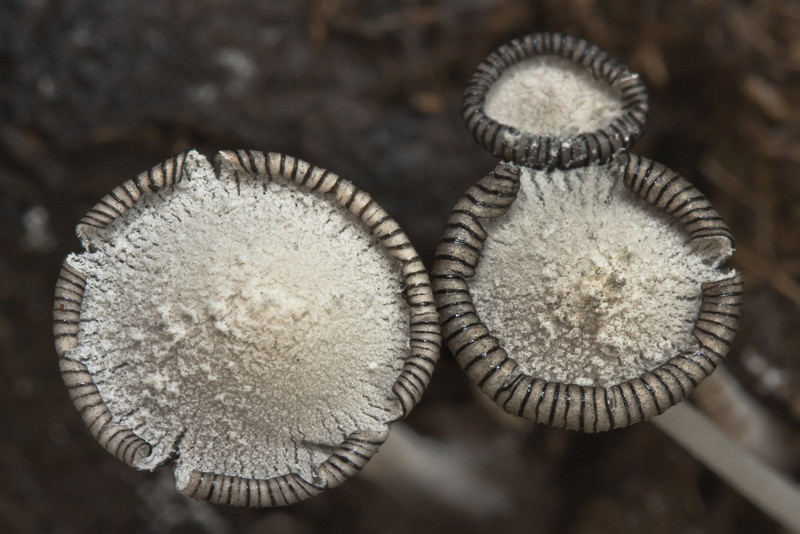 Coprinopsis nivea (door Gerben Winkel)