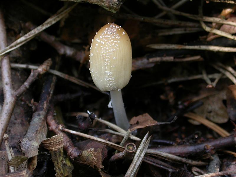 Coprinellus xanthothrix (door Laurens van Run)