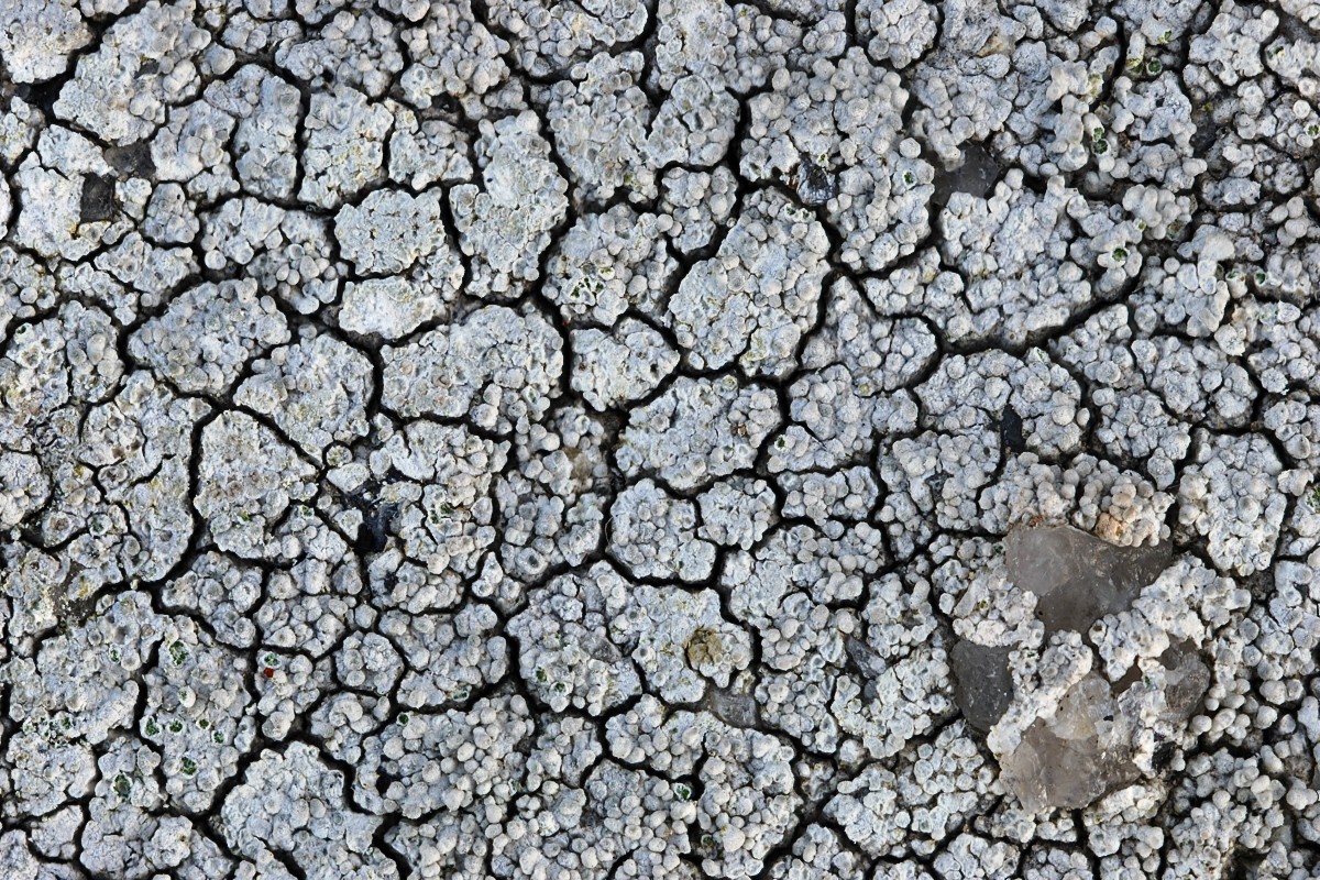 Pertusaria corallina (door Arjan de Groot)