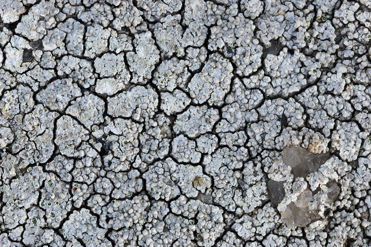 Pertusaria corallina (door Arjan de Groot)